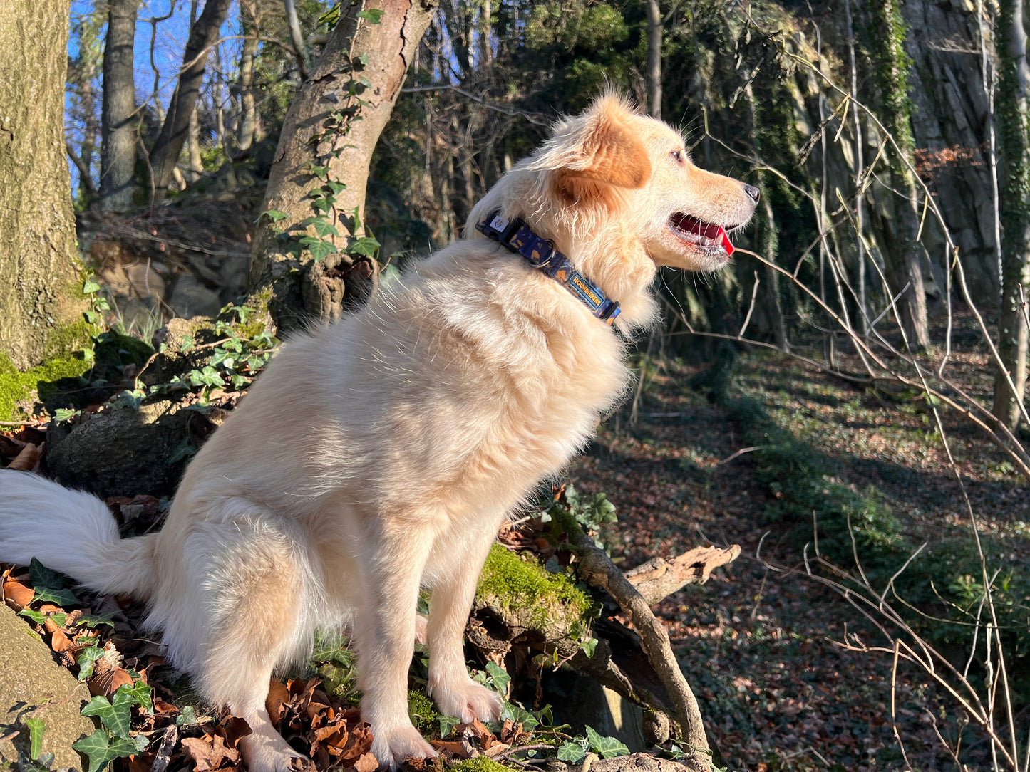 BlueBay Waterproof Collar