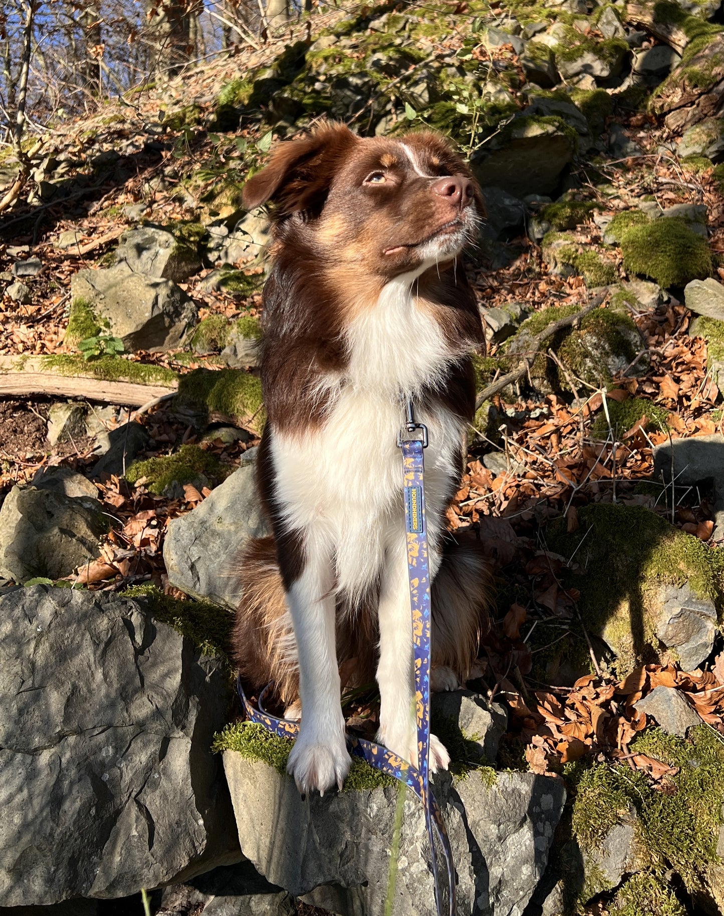 BlueBay Waterproof Leash