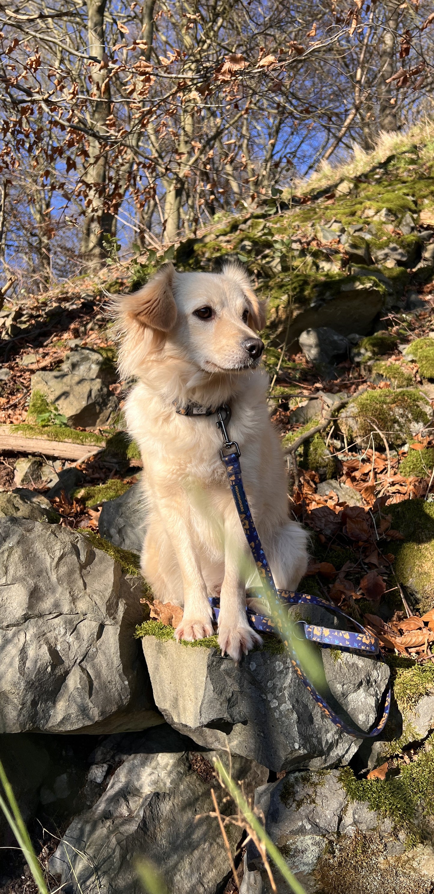 BlueBay Waterproof Leash