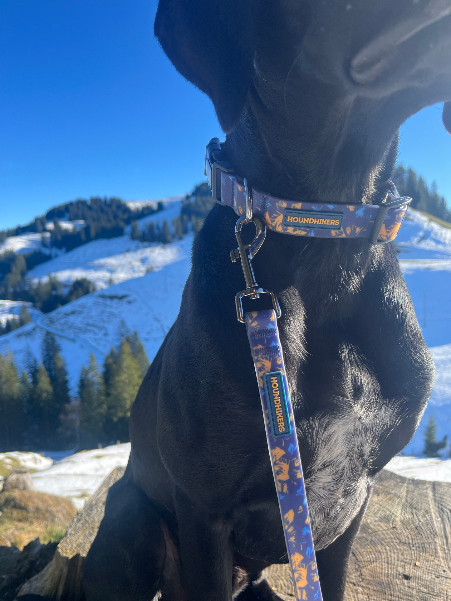 BlueBay Waterproof Collar & Leash Set