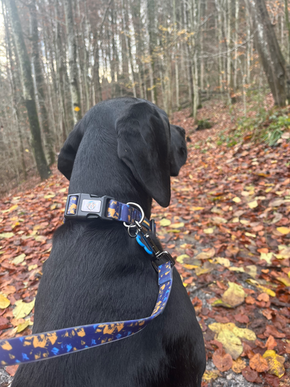 BlueBay Waterproof Collar & Leash Set